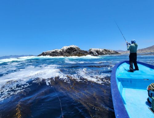 Three Words: Adventure, Fishing, Variety – Cedros Sportfishing